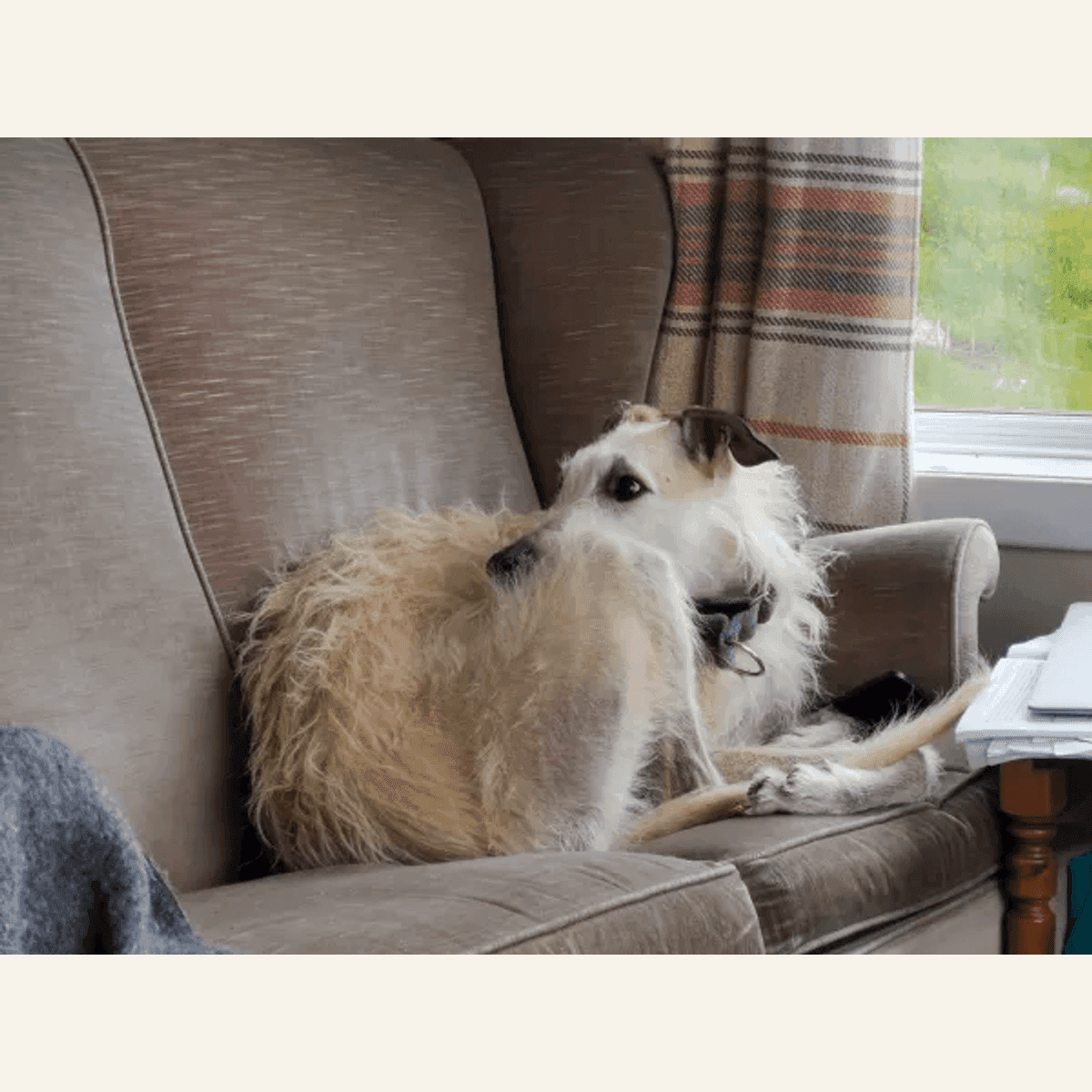 Biscuits Family Pack